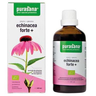 JEŻÓWKA PURPUROWA (ECHINACEA FORTE) KROPLE BIO 100ml 